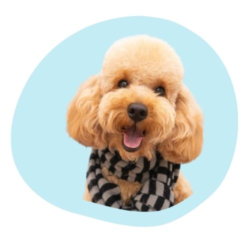 Pet Portrait Reference Example