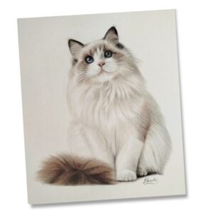 Cotton by Fairy Touch by Bhashi